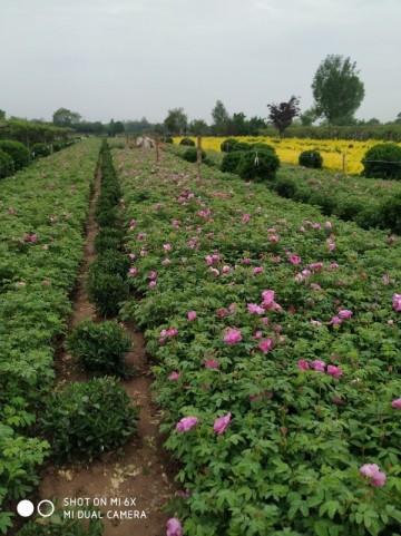 大量销售自产营养钵四季玫瑰，紫叶矮樱