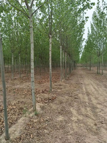 出售9-11公分法桐1000棵