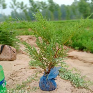 沙地柏绿化苗木 河北沙地柏种植基地