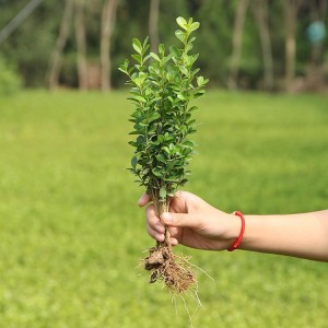 大叶黄杨批发 直销优质大叶黄杨小苗 种苗绿化苗木培植基地