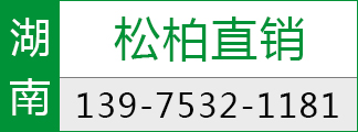 基地直销松柏 高速公路绿化苗木 小苗批发 规格齐全 量大优惠