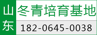 长期供应绿化苗木冬青 冬青批发价格 冬青培育基地