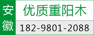 重阳木行道树基地直销 优质重阳木