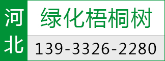 法桐厂家绿化梧桐树 园林绿化苗木 行道树