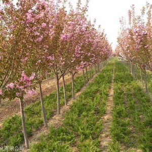 陕西樱花树苗可报价,供应樱花树苗,樱花树苗产地直销