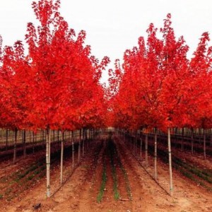 美国红枫价格陕西美国红枫基地绿化彩叶苗木 美国红枫耐严寒