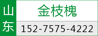 苗木行道树金枝槐