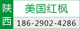 美国红枫基地绿化彩叶苗木