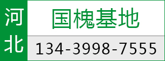 国槐基地 国槐报价 河北国槐