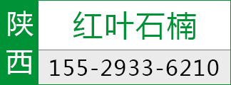 周至红叶石楠球批发