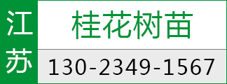 桂花树苗基地直销