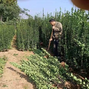 绿化工程专用北海道 北海道种植基地 北海道批发 丛生北海道