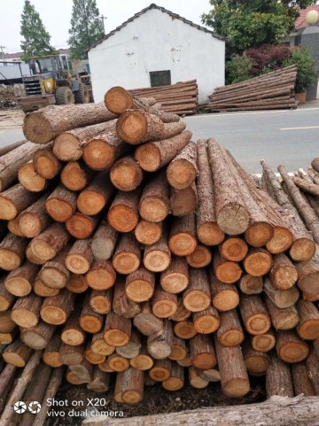 大量供应打桩料园林绿化杉木支撑杆各种尺寸规格