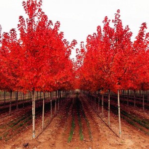 美国红枫价格陕西美国红枫基地绿化彩叶苗木 美国红枫耐严寒