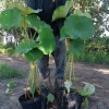 水生植物种植