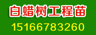 白蜡树 绿化用白蜡树 向阳苗木 白蜡树工程苗 白蜡报价