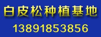 	 白皮松价格_钰尚_白皮松种植批发_价格批发