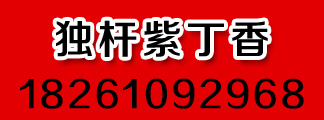 基地常年供应丁香树苗，紫丁香价格便宜嫁接独杆丁香树 规格齐全