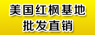 美国红枫树苗价格_基地长年批发直销美国红枫、风景绿化专用