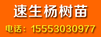 杨树苗 白杨 速生杨树苗绿化环境行道树