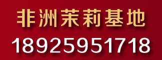 基地直供 非洲茉莉小苗 盆栽绿化苗木 多规格供应