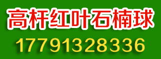 基地直销高杆红叶石楠球