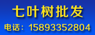 各种规格七叶树