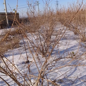 药用高产大果粒连翘树