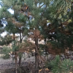 油松树高度3.5米