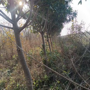 6月份急处理枇杷树200棵
